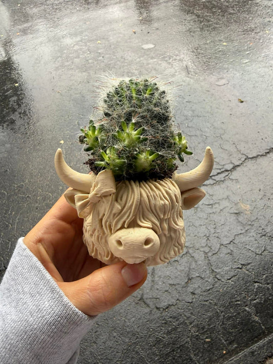 3D Printed Highland Cow Mini Planter